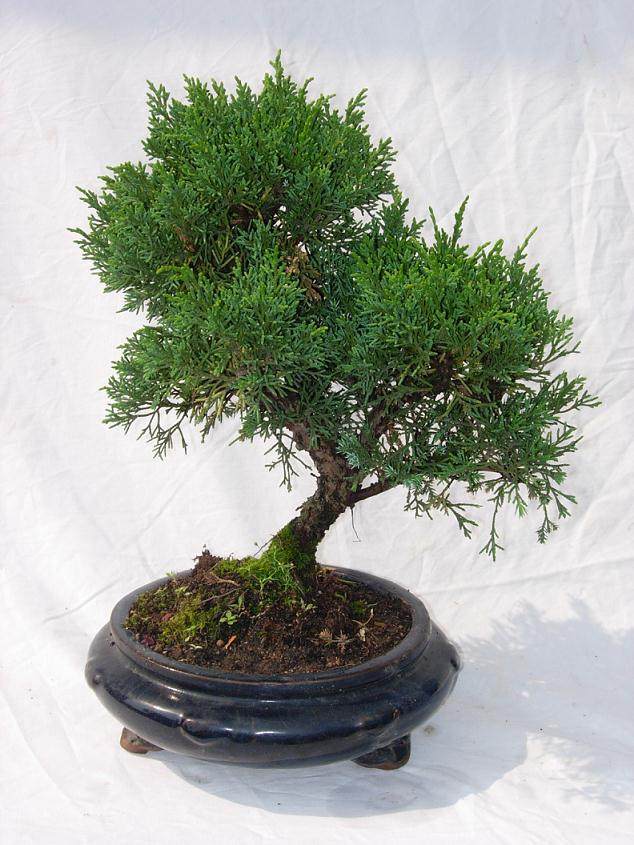 国庆节期间 市民可以到百花潭公园中看盆景展