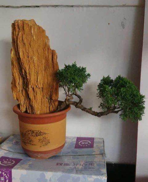 盆景：旧体诗词的当代角色