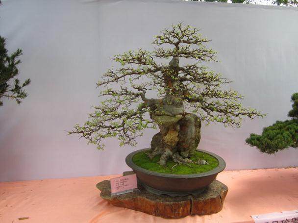 虽关门但未注销 &ldquo;热盆景&rdquo;字号仍受保护