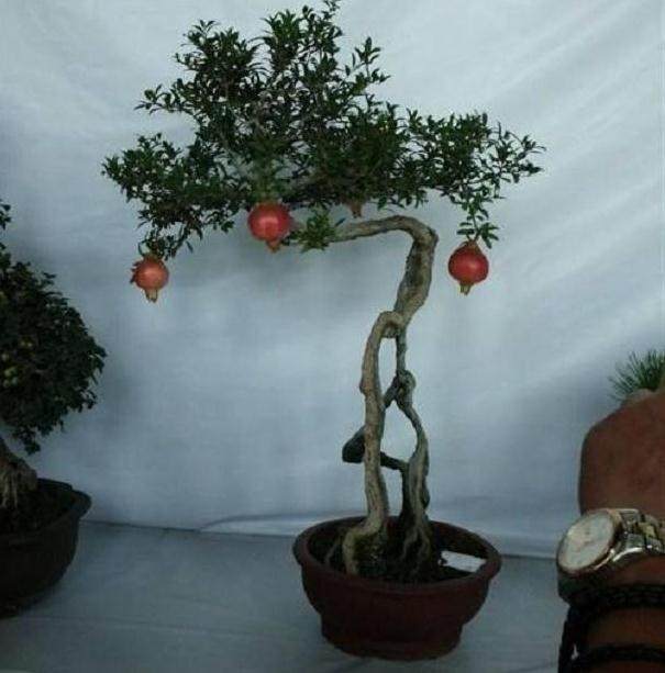 盆景园 小盆景展示大魅力