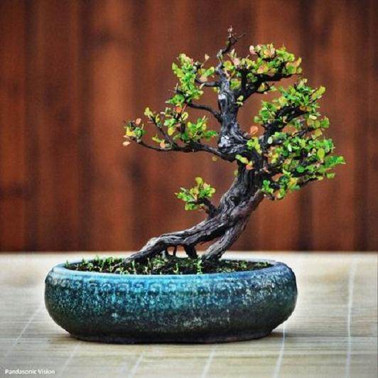 小宠物小盆景暑期热卖