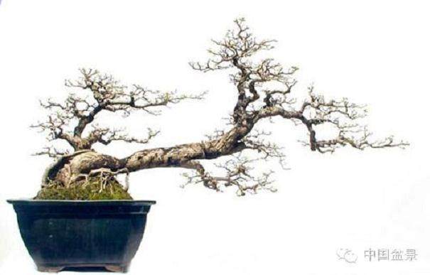 玩盆景：栽来小树连盆活 缩得群峰入座青