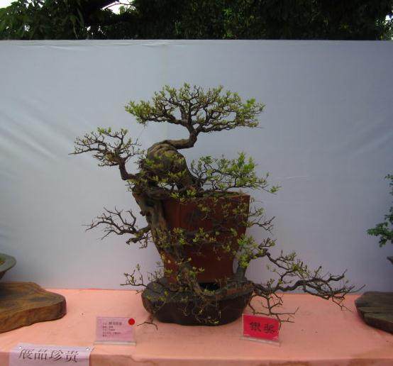 华蓥山：清凉胜地中游中国石林盆景王国