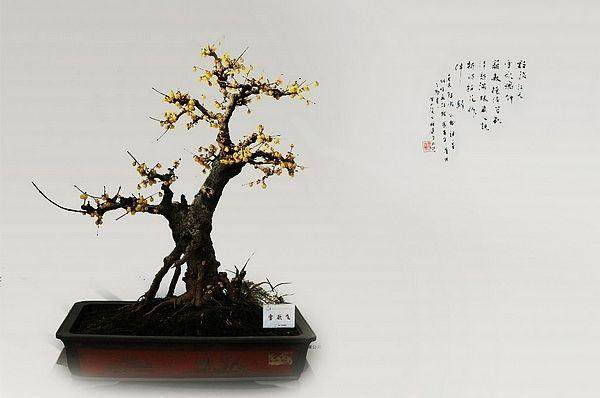 在电脑屏幕前放盆植物真的能防辐射吗？