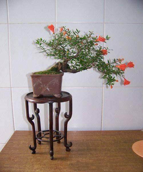 盆景不要摆放在家用电器旁边