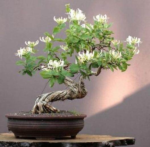 可以当做药的金银花盆景