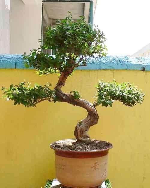 武昌老爹做红楼盆景 祝辛亥百年