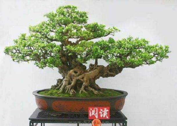 鸟夫妻在盆景里筑巢生小鸟