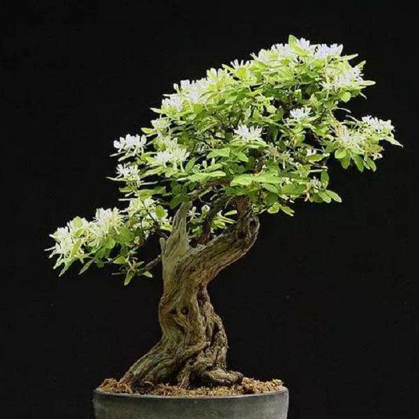 将盆景们一个个&ldquo;请&rdquo;回家了