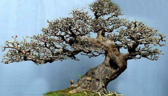 南京市职工职业行业技能大赛盆景工技能竞赛举行