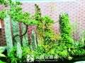 痴迷盆景10多年 盆景扮出动物园