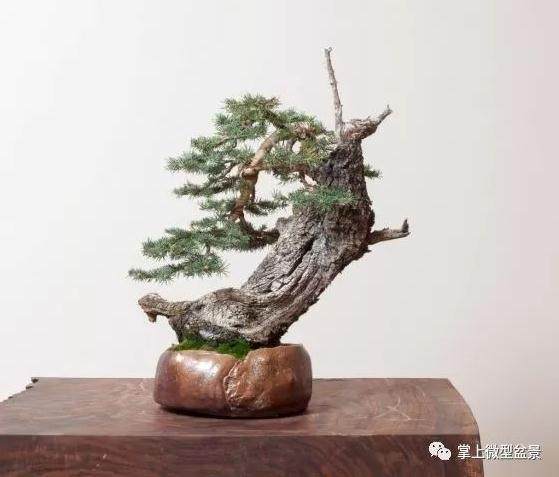 盆景神枝与舍利干制作细节及石硫合剂正确使用