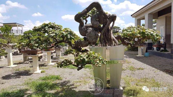 如何摆脱盆景技法的束缚？如何超越自我？