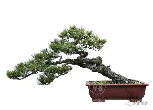 大型盆景竟然出自一名吸毒人员之手