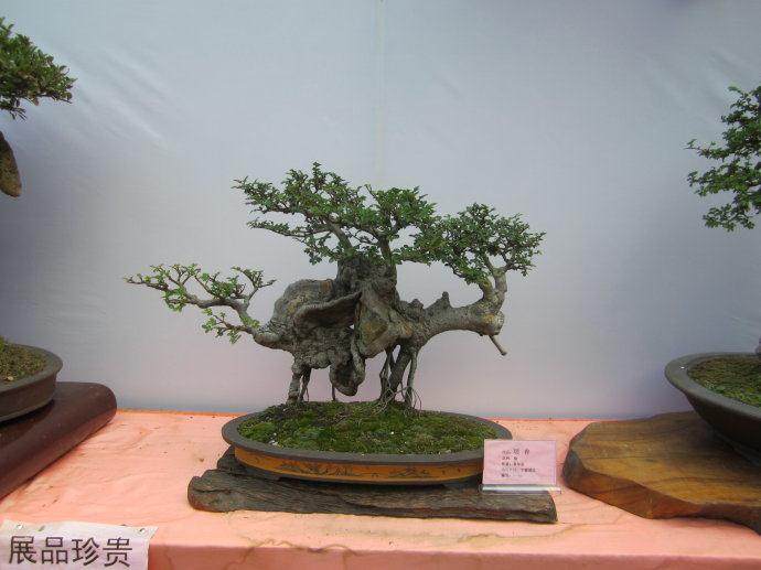 西班牙巴伦西亚艺术博物馆举办中国盆景展