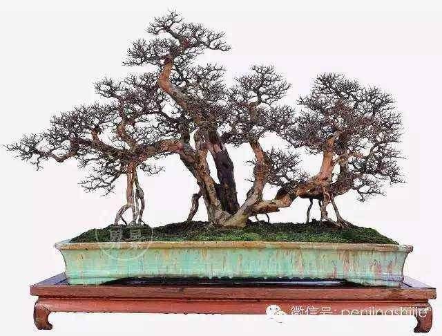 祁门阊盛盆景园投入1500万元 规模达200多亩