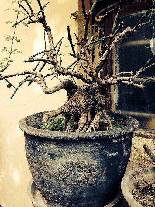 诱蚊盆景集美观、环保、灭蚊于一体 广受欢迎