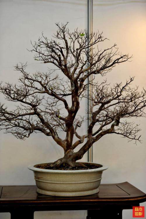 古镇的新宝象河沿岸的数百盆景观花遭到破坏