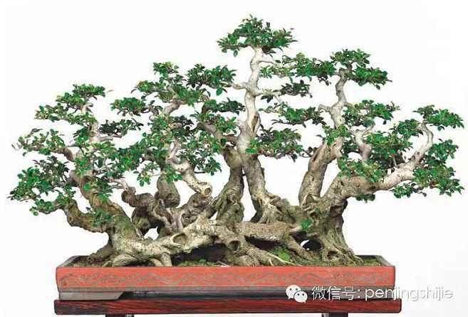 中国盆景—中国当代艺术家提名展