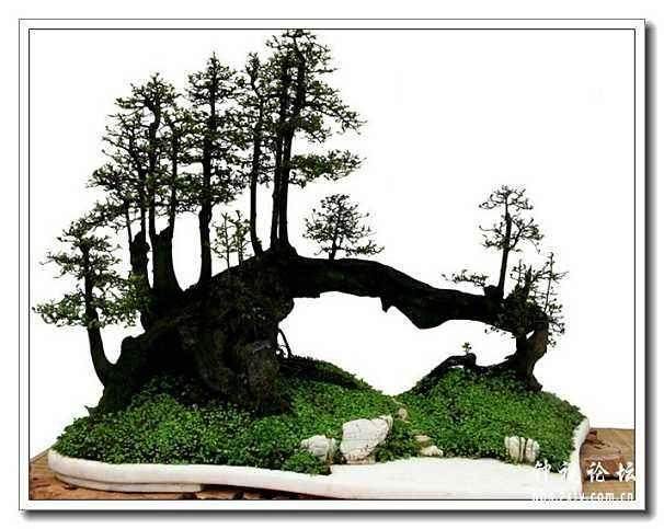 变种植业为旅游盆景