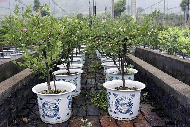 我现在介绍的一种最适于观花类盆景的处理手法