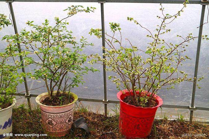 盆景作品送展海南省第一期技术大集市开幕式