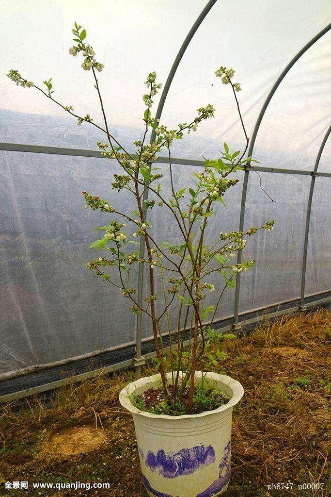 价格6元一盆吸引了众多家长和小朋友的目光