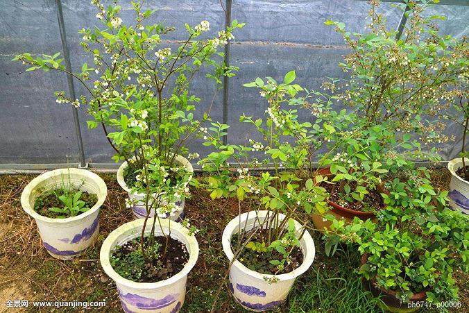 300多盆造型各异的盆景走进了大运村