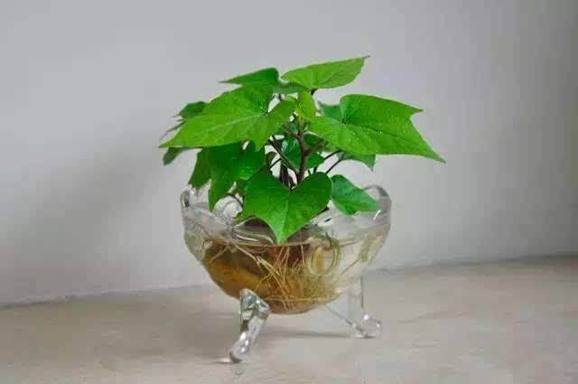 淹城景观一处处&ldquo;水中盆景&rdquo;夺人眼球