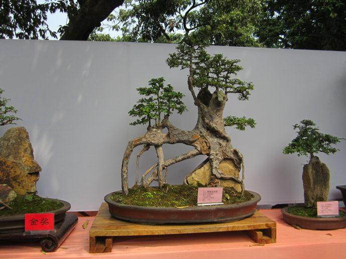 的士司机将院落里的盆景撞碎 拒绝赔偿