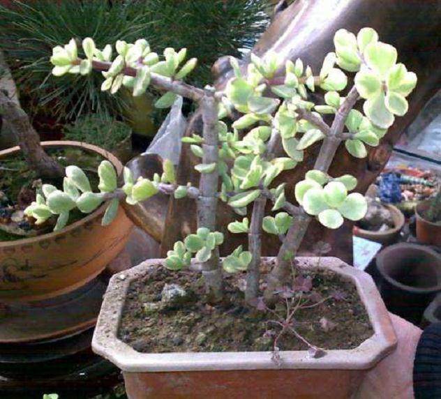 10节电池可换取一个盆景