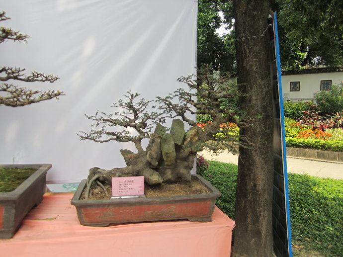 兴业县盆景发烧友自发组建了&ldquo;初艺&rdquo;盆景小组