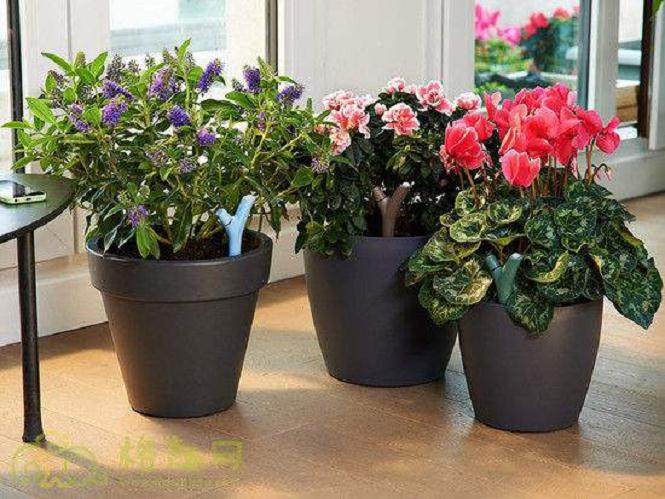 东山村盆景发烧友组建了&ldquo;初艺&rdquo;盆景小组