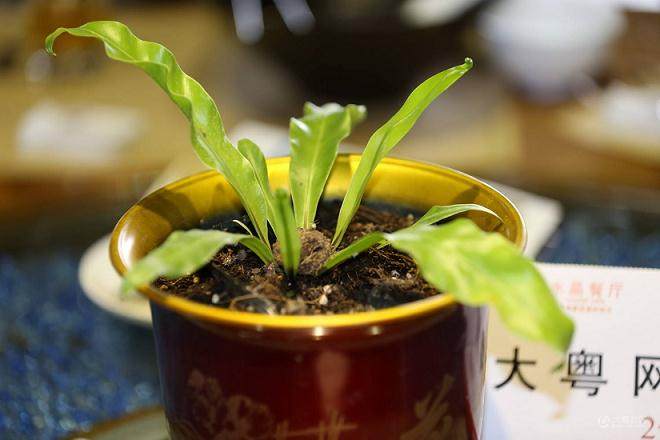 养花是个银罐子 做盆景是个金罐子