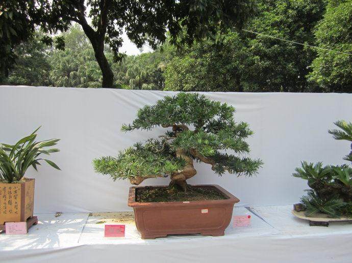 第四届中国风盆景展-留言评价及建议汇总