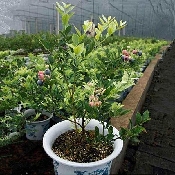 盆景展即将于10月1日在上海动物园揭幕