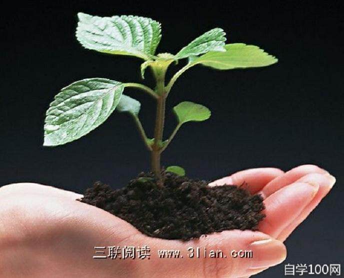 做盆景把茉莉嫁接到白蜡上去则会更漂亮