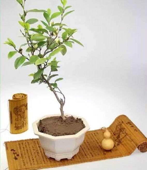 哪怕是盆景的摆放都是有讲究的?