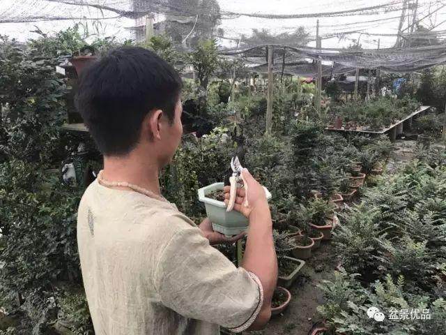 我们为什么要做&ldquo;盆景优品&rdquo;？