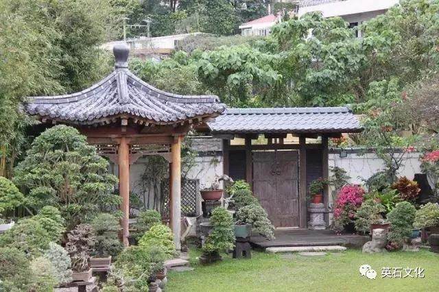 一位忧郁症患者与盆景如何共生的故事？