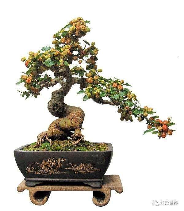 广州盆景协会等主理的2011年盆景赏石宏构展