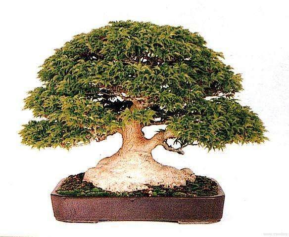 葫芦岛2011盆景赏石展在龙湾公园盛装开幕