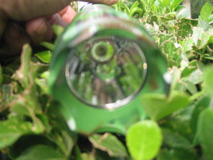 盆景美不美关键看如何修枝剪叶