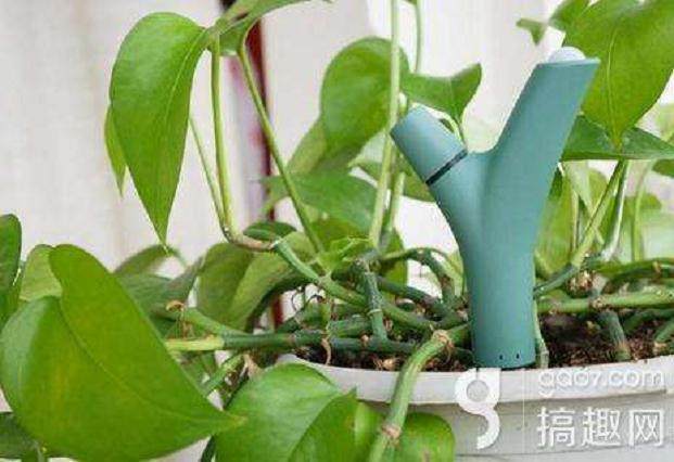 当年几万元购置的盆景竟然卖到了十几万元的高价