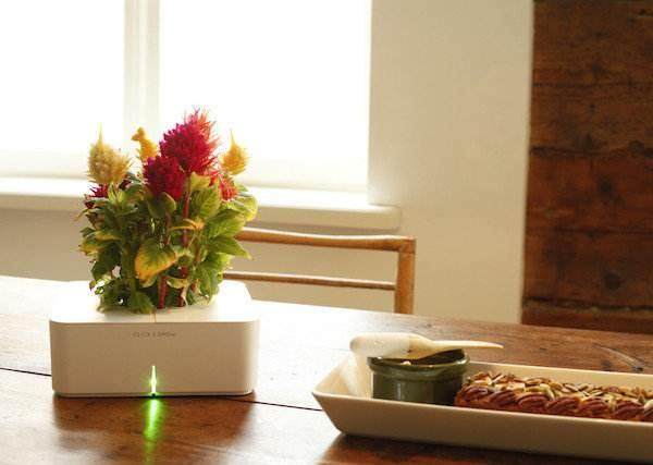 第二届盆景展在该镇文体活动中心拉开序幕