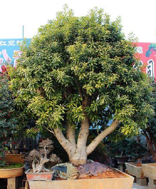 盆景素材每棵价格在数百至上千元