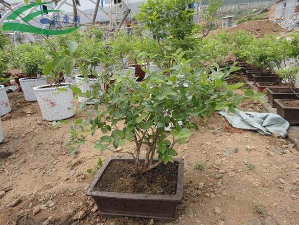 水旱盆景通常是以树石为素材去表现大自然