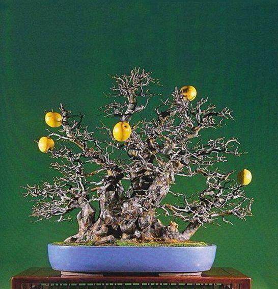 木瓜盆景单项年销售支付已达120万元以上