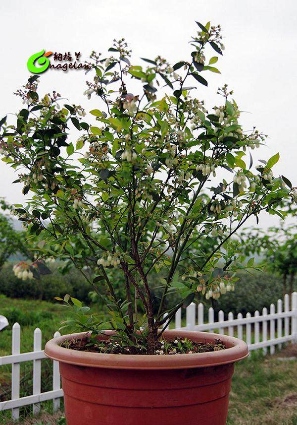 来到陈汉农家切身体会他独特的盆景技艺