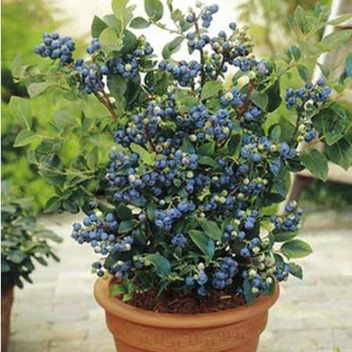 材料的独特让盆景儿的画有着独特的风格